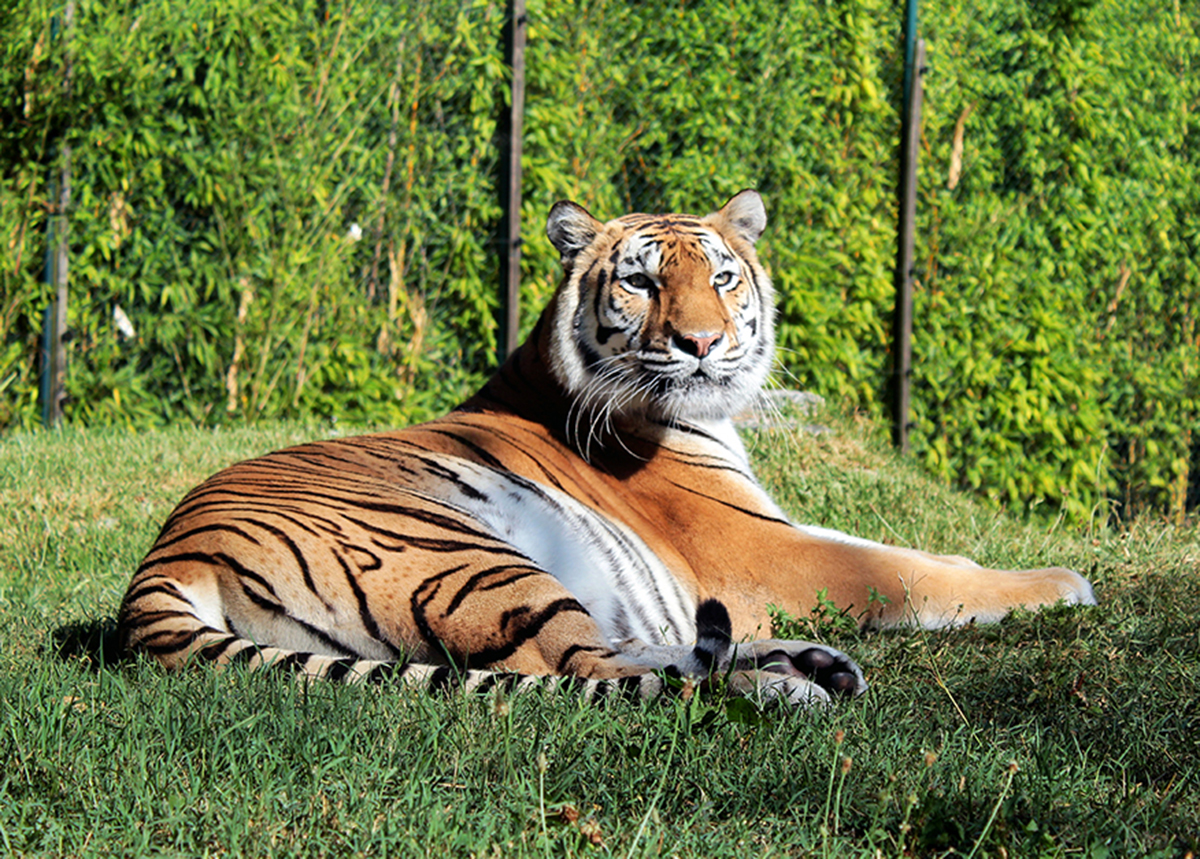 Asha, a tigre nascida no Zoo da Maia, está de parabéns! - Notícias Maia